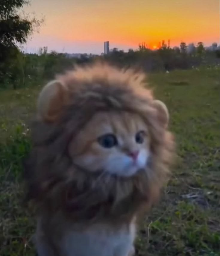 Lion 1204955