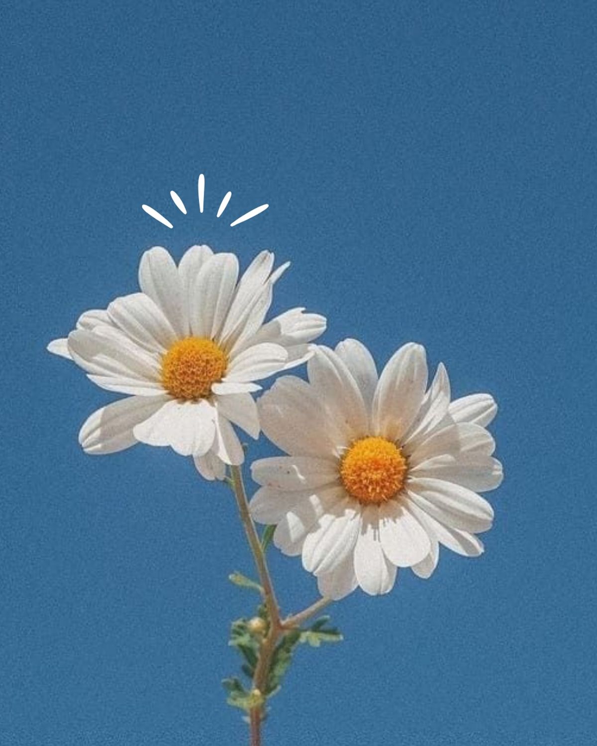 Little Daisy