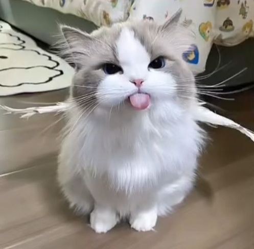 Xiao Meiii