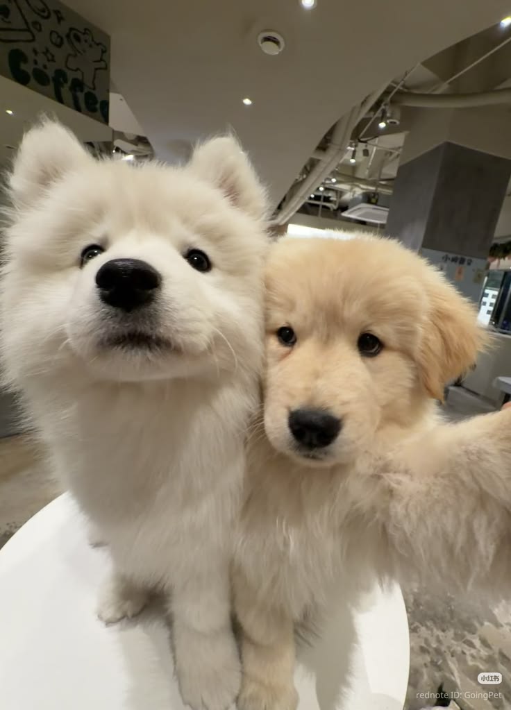 Simp Lỏ Vợ