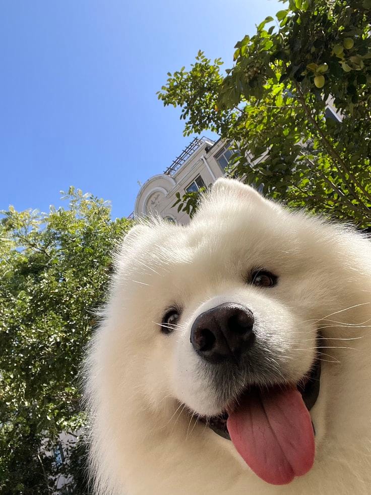 Con cá phải giả chó
