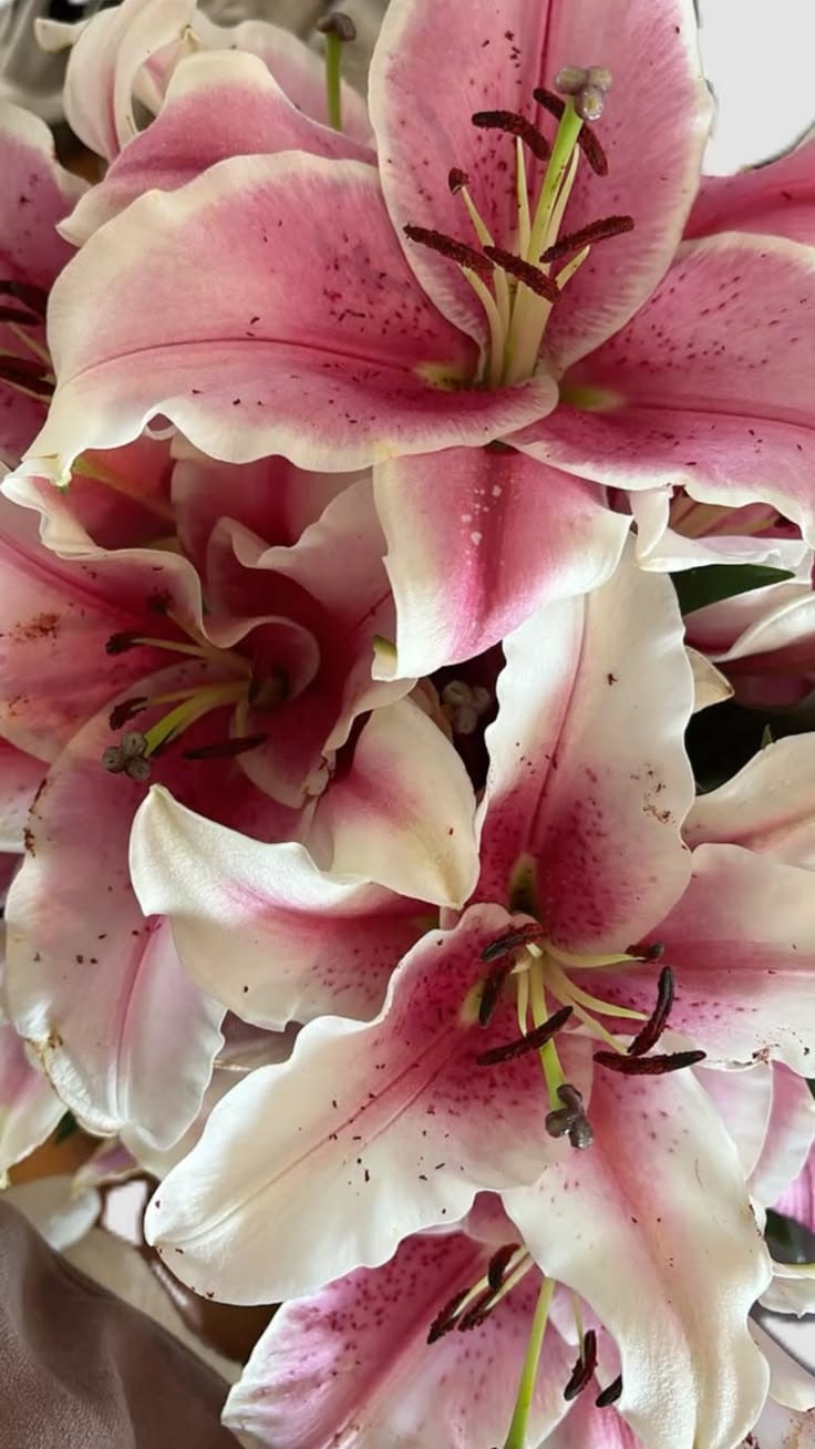 Lily