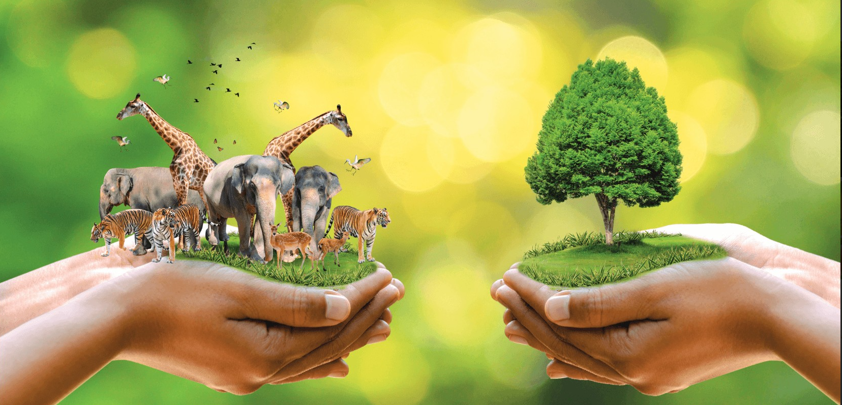 Cover: The ecosystem