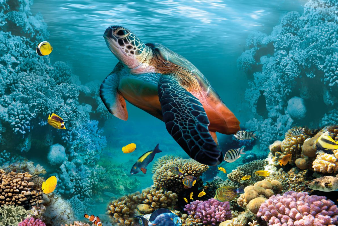 Cover: Wildlife conservation